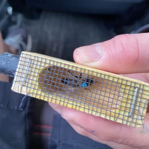 Mated Queen Bee